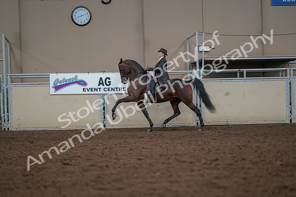 2019 Morgan Horse Show - Aug 30, 2019 - 27980