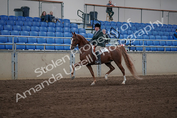 2019 Morgan Horse Show - Sept 01, 2019 - 12252