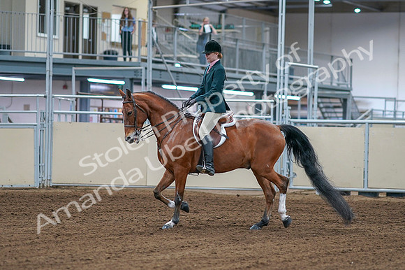 2020 - AB Morgan Horse - Fri, Sept 04 - 01536