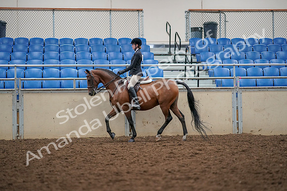 2019 Morgan Horse Show - Aug 30, 2019 - 23144