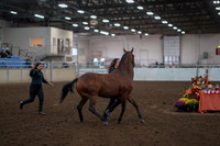 2019 Morgan Horse Show - Aug 31, 2019 - 00998