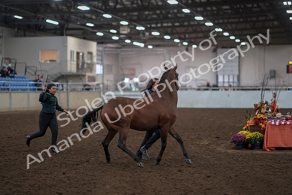2019 Morgan Horse Show - Aug 31, 2019 - 00998