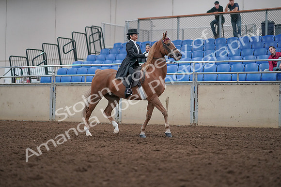 2019 Morgan Horse Show - Aug 31, 2019 - 20709