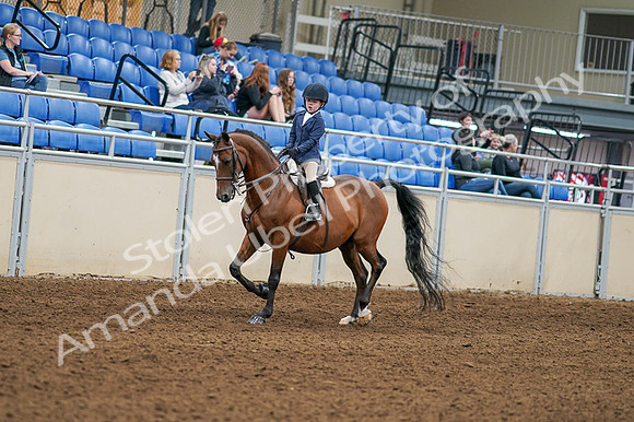 2020 - AB Morgan Horse - Fri, Sept 04 - 04468