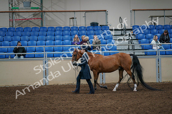 2020 - AB Morgan Horse - Fri, Sept 04 - 00944