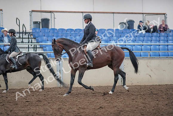 2019 Morgan Horse Show - Aug 31, 2019 - 14872