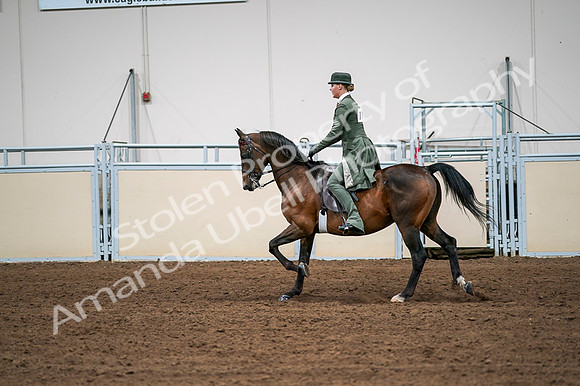2020 - AB Morgan Horse - Fri, Sept 04 - 03315