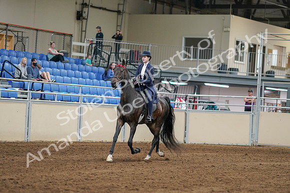 2020 - AB Morgan Horse - Sat, Sept 05 - 06249