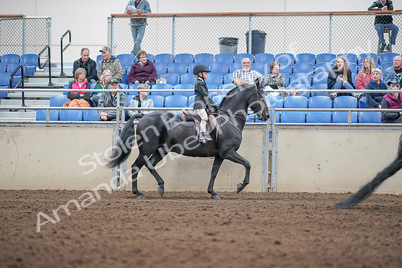 2019 Morgan Horse Show - Aug 31, 2019 - 19633