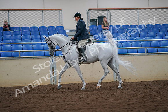 2019 Morgan Horse Show - Aug 30, 2019 - 17313