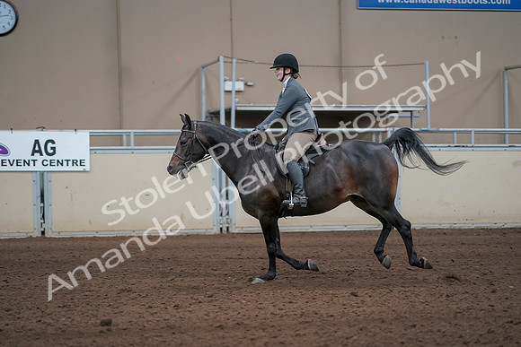 2019 Morgan Horse Show - Sept 01, 2019 - 10988