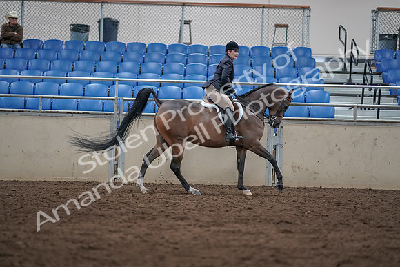 2019 Morgan Horse Show - Sept 01, 2019 - 08812