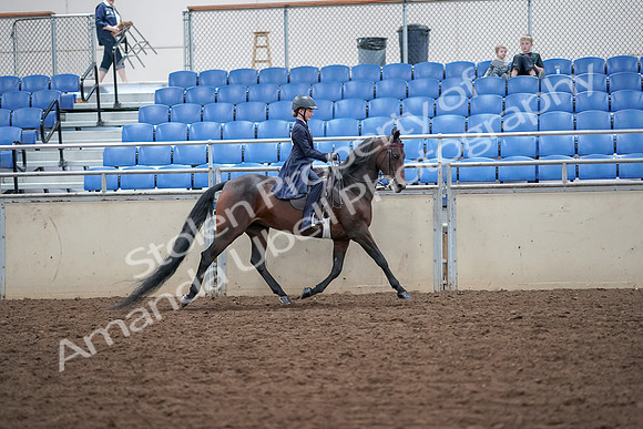 2019 Morgan Horse Show - Aug 30, 2019 - 18129