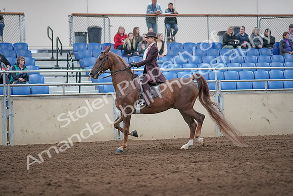 2019 Morgan Horse Show - Aug 31, 2019 - 20407