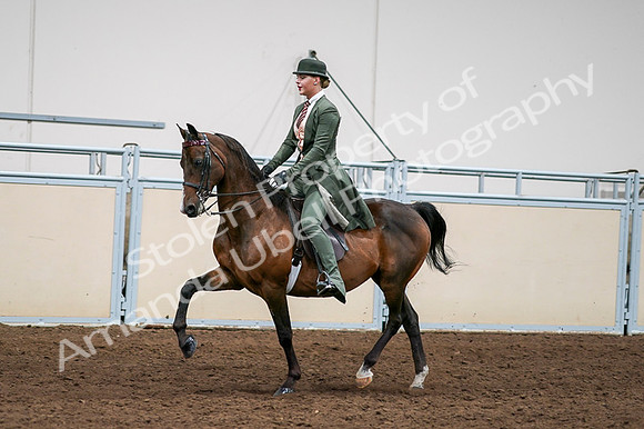 2020 - AB Morgan Horse - Fri, Sept 04 - 03295