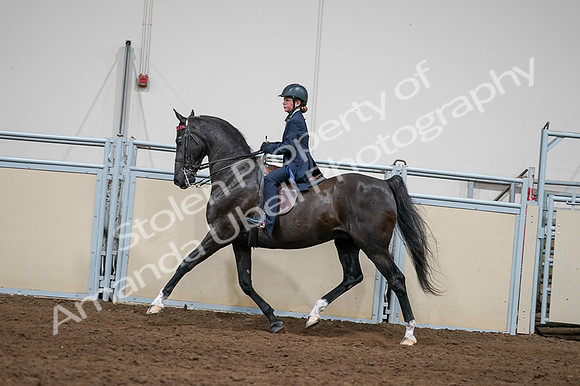 2020 - AB Morgan Horse - Fri, Sept 04 - 03256