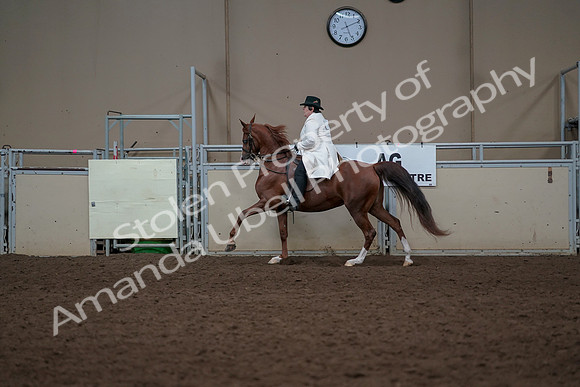 2019 Morgan Horse Show - Aug 31, 2019 - 17924