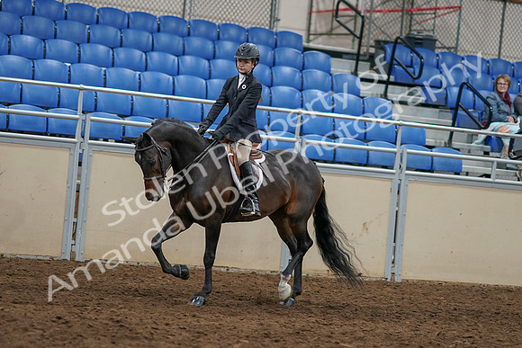 2020 - AB Morgan Horse - Sun, Sept 06 - 07948