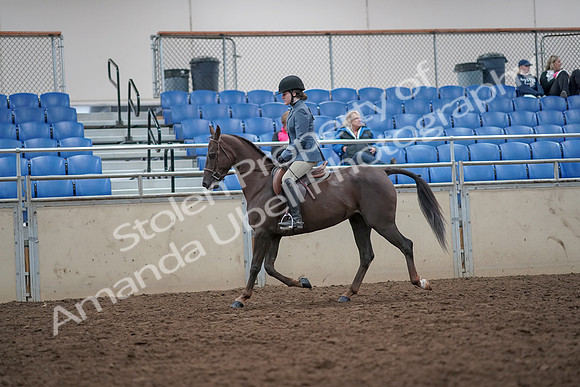 2019 Morgan Horse Show - Aug 31, 2019 - 16619