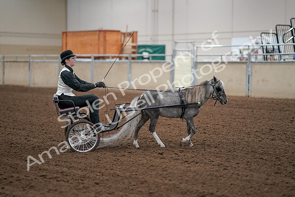 2019 Morgan Horse Show - Aug 30, 2019 - 13358
