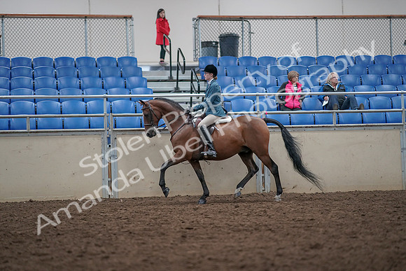 2019 Morgan Horse Show - Aug 31, 2019 - 17124