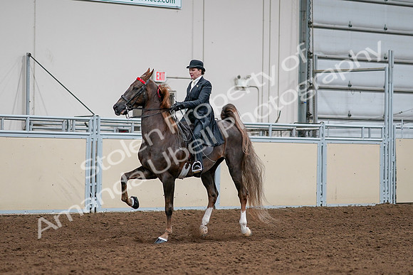 2020 - AB Morgan Horse - Sat, Sept 05 - 13105