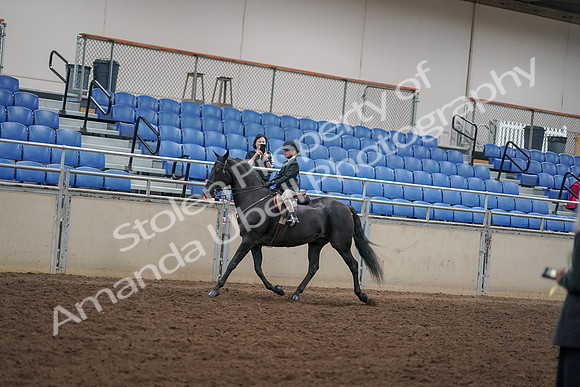 2019 Morgan Horse Show - Aug 30, 2019 - 12682