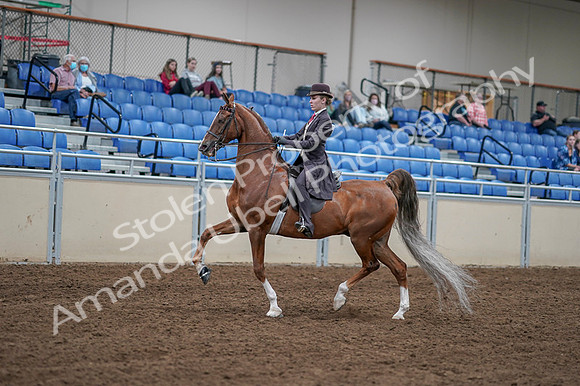 2020 - AB Morgan Horse - Fri, Sept 04 - 11179