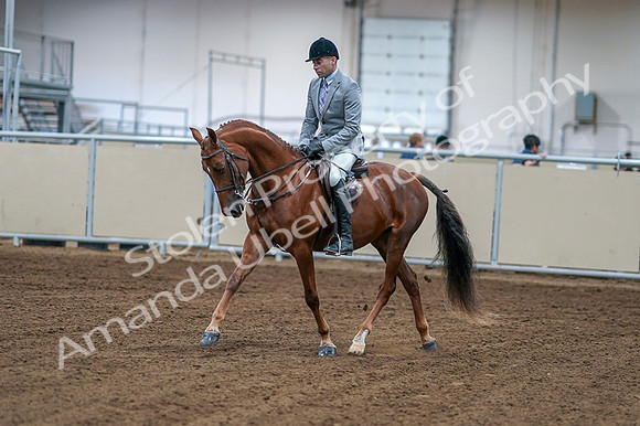 2020 - AB Morgan Horse - Fri, Sept 04 - 01460