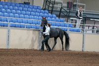 2020 - AB Morgan Horse - Sat, Sept 05 - 00041