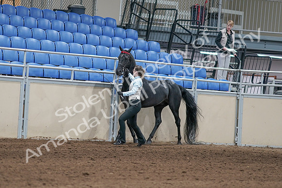 2020 - AB Morgan Horse - Sat, Sept 05 - 00041