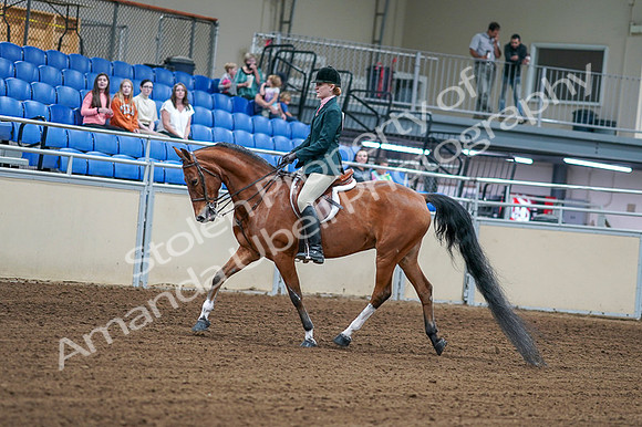 2020 - AB Morgan Horse - Fri, Sept 04 - 01548