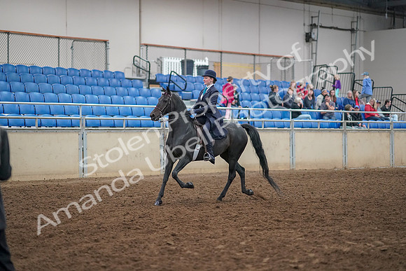2019 Morgan Horse Show - Aug 30, 2019 - 12165