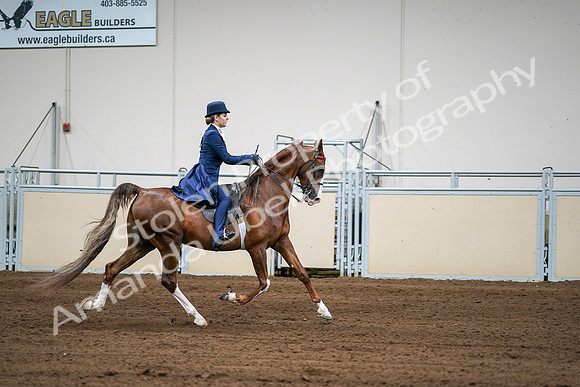 2020 - AB Morgan Horse - Sat, Sept 05 - 06336