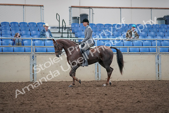 2019 Morgan Horse Show - Aug 31, 2019 - 14757