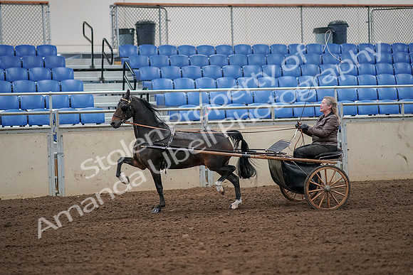 2019 Morgan Horse Show - Aug 30, 2019 - 13103