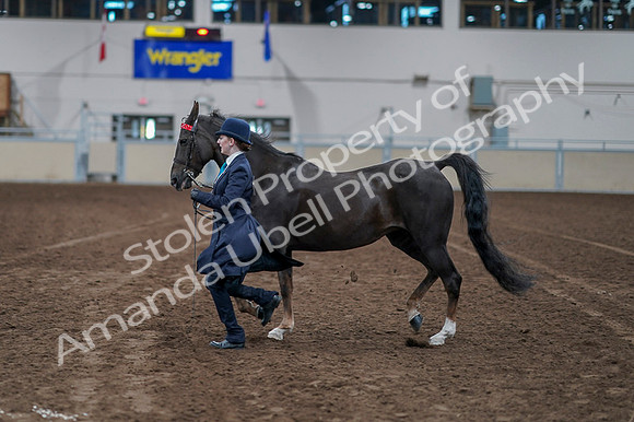 2020 - AB Morgan Horse - Fri, Sept 04 - 00894