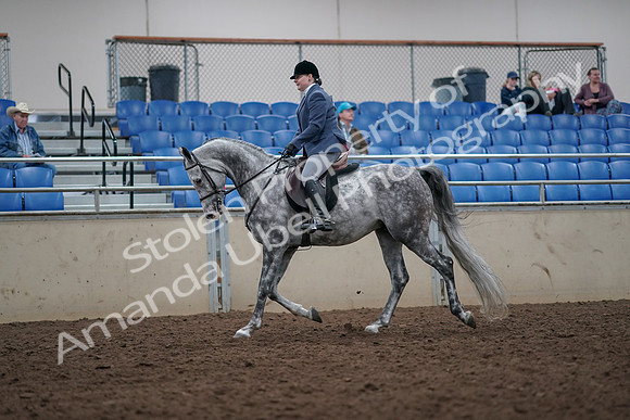 2019 Morgan Horse Show - Aug 31, 2019 - 14769
