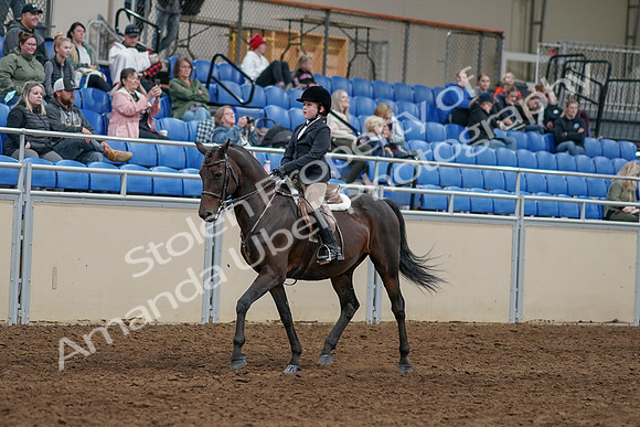 2020 - AB Morgan Horse - Sun, Sept 06 - 07876