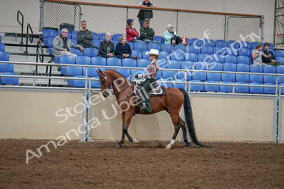 2020 - AB Morgan Horse - Fri, Sept 04 - 08313