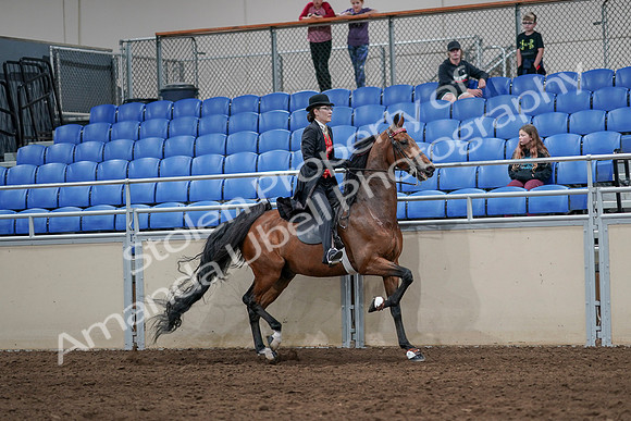 2020 - AB Morgan Horse - Sat, Sept 05 - 06802