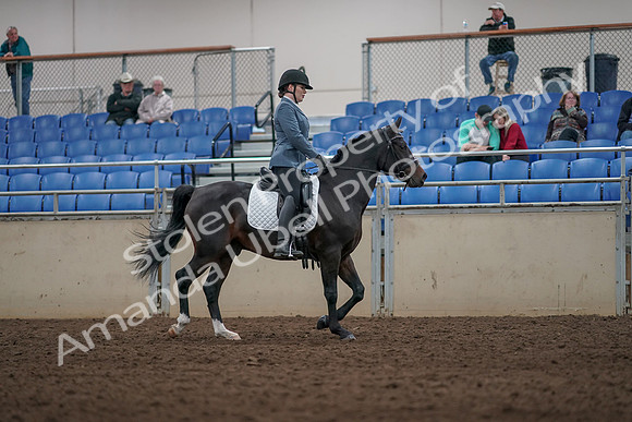 2019 Morgan Horse Show - Aug 31, 2019 - 07445