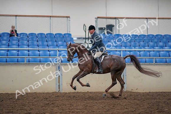 2019 Morgan Horse Show - Aug 30, 2019 - 17483