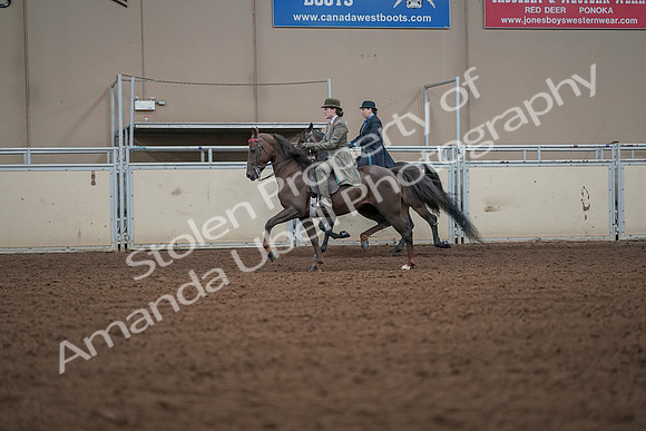 2019 Morgan Horse Show - Aug 30, 2019 - 15476