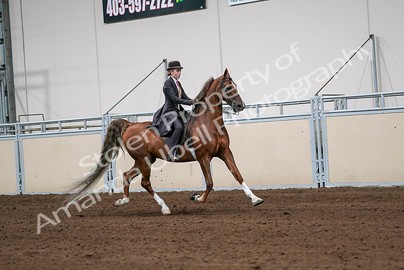 2020 - AB Morgan Horse - Sat, Sept 05 - 06444