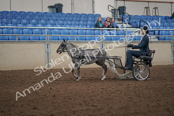 2019 Morgan Horse Show - Aug 31, 2019 - 04257
