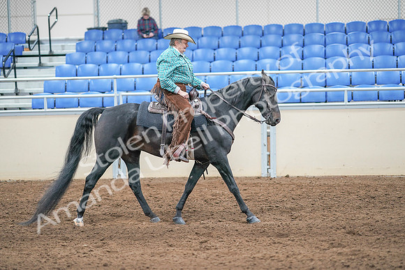 2020 - AB Morgan Horse - Sun, Sept 06 - 01637