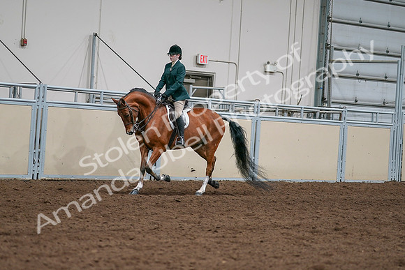 2020 - AB Morgan Horse - Sat, Sept 05 - 05002