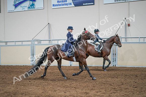 2020 - AB Morgan Horse - Sun, Sept 06 - 08109
