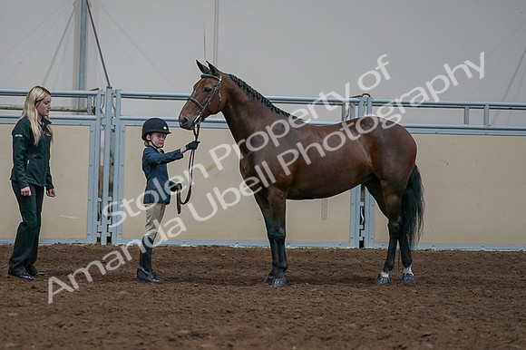 2020 - AB Morgan Horse - Fri, Sept 04 - 01007